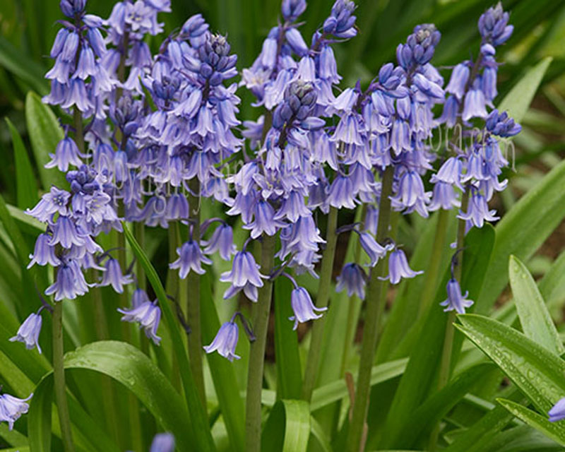 Bluebells in Pondhead – PONDHEAD CONSERVATION VOLUNTEERS